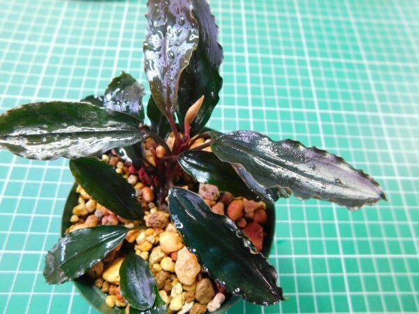 ◎1899TN249　 (自家栽培）水草　ブセファランドラ　Bucephalandra sp. Mini Purple①