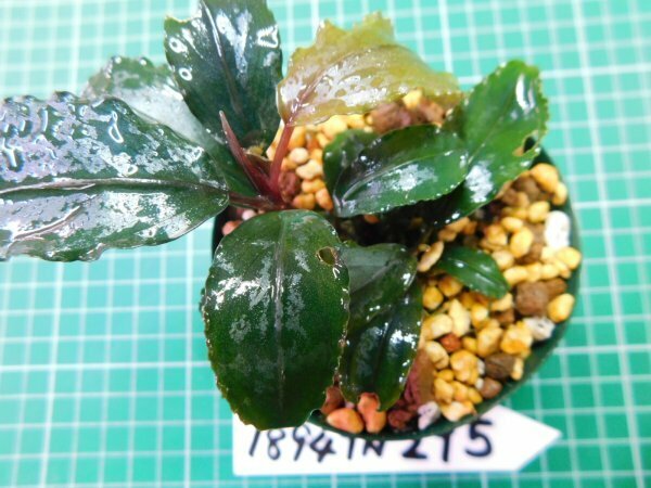 ◎1894TN295　 (自家栽培）水草　ブセファランドラ　Bucephalandra sp. Dark Wavy