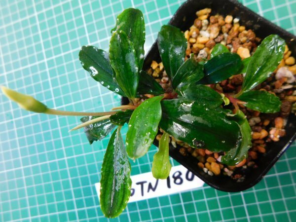◎1886TN180　 (自家栽培）水草　ブセファランドラ　Bucephalandra sp. Pina