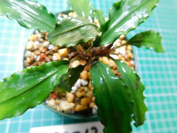 ◎1878TN21　 (自家栽培）水草　ブセファランドラ　Bucephalandra sp. Maitai