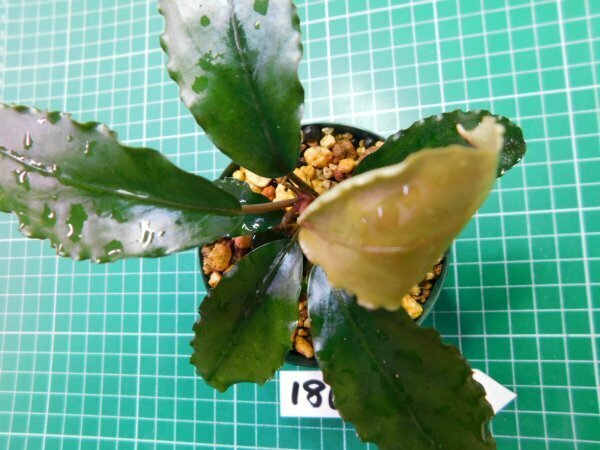 ◎1868TN262　 (自家栽培）水草　ブセファランドラ　Bucephalandra sp. ダークブルー②