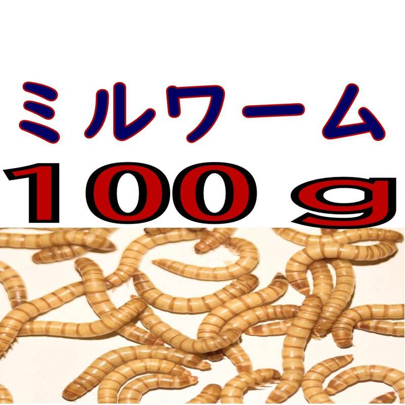 活 ミルワーム (生き餌)１００g + α 　　