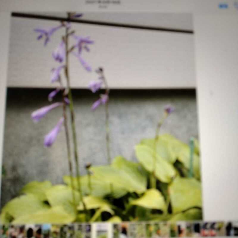 ※ ホスタ、紫色の花が咲く　黄金ギボウシ ◆発送＝第４種郵便 ９００ｇ以内。