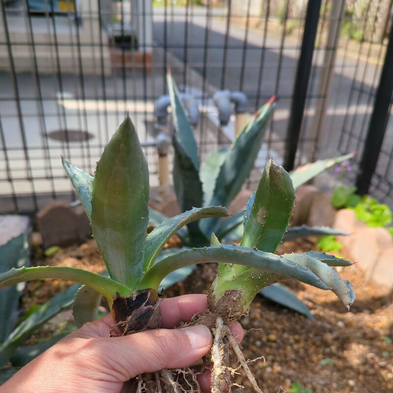 アガベ 多肉植物 Agave アオノリュウゼツラン 子株 2個