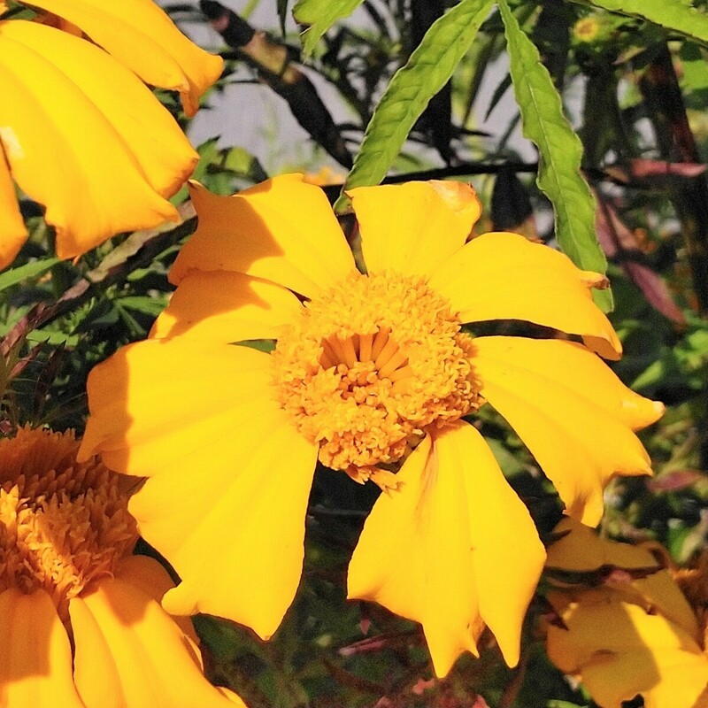 130粒 一重咲き系 マリーゴールドの種 イエロー 大輪 アフリカンタイプ 切り花 センチュウ対策 コンパニオンプランツ 花の種 同梱可