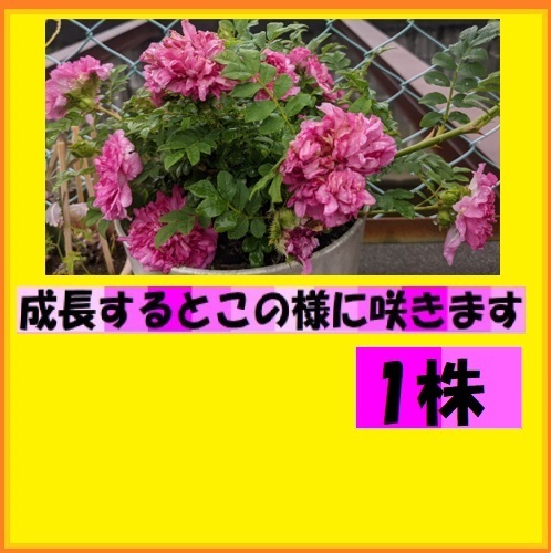 送料無料でお得　十六夜バラ（いざよいバラ・山椒バラともいわれています） 1株 ポットから出しお送りします