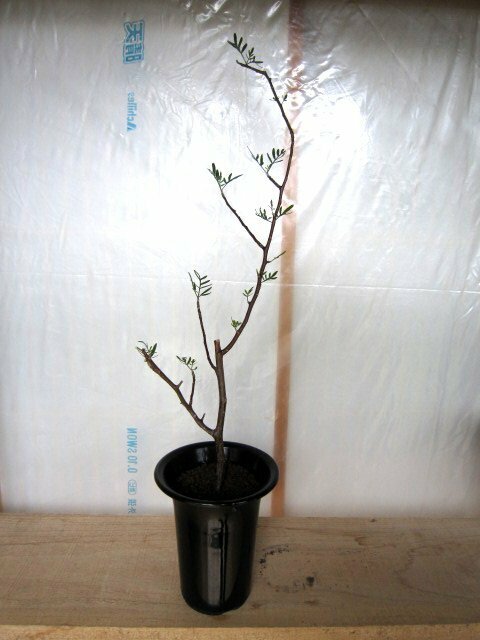 ◆Brusera microphylla ブルセラ ミクロフィラ／挿し木◆