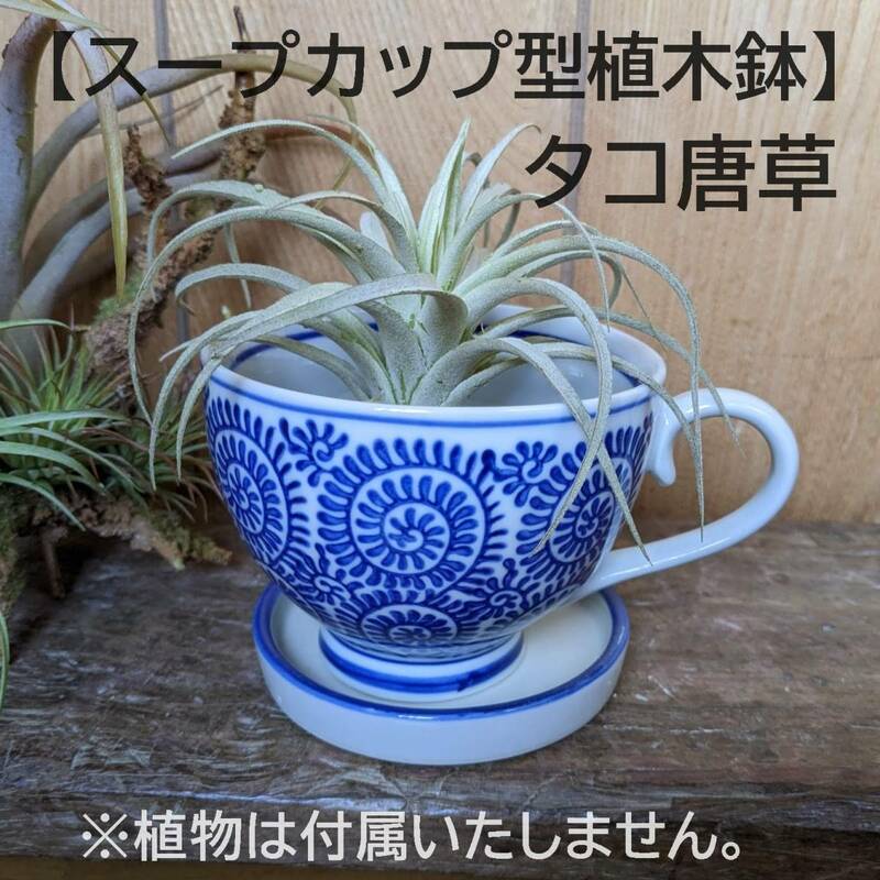 【蛸唐草柄】スープカップ型植木鉢　受け皿付　陶器　寄せ植え　多肉植物　サボテン 苔　観葉植物　陶器　鉢カバー