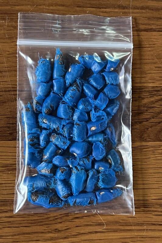 タビビトノキ 種子 ５０粒 オオギバショウ 旅人の木 青い種 ディスプレイ インテリア