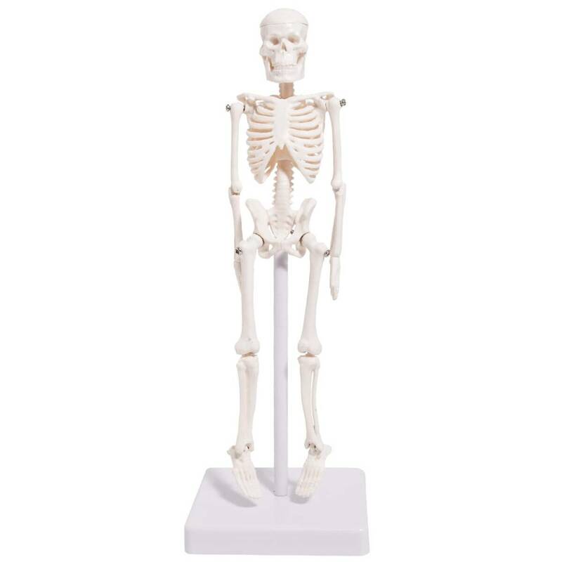 人体 模型 22㎝ 【高品質 教材にも使える精巧さ】 骨格模型 骨格標本 骨模型 【合計7ヶ所の可動部位あり！！複雑な姿勢も可能】