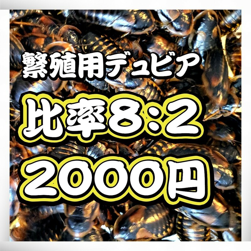 繁殖用デュビア 成虫♀♂100匹 雌8:雄2(死着込) 