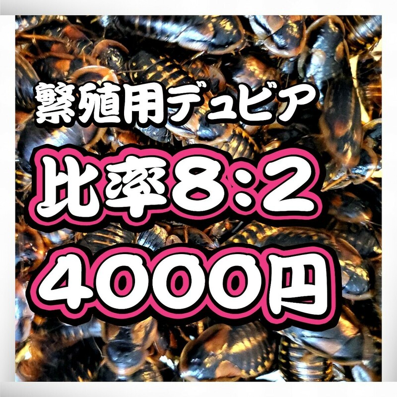 繁殖用デュビア 成虫♀♂200匹+10%雌8:雄2(死着込) 