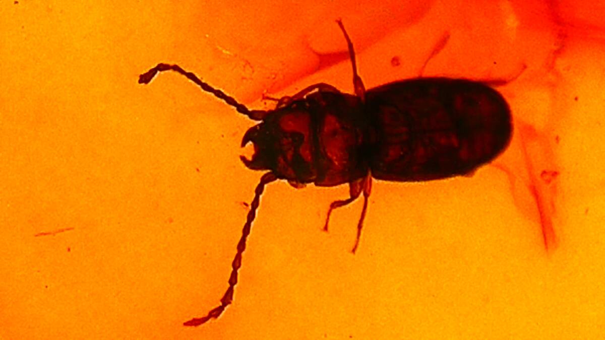 クワガタ?　虫入り琥珀　　昆虫　標本　タイムカプセル　　コハク