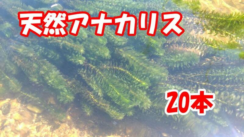 アナカリス　20本（Y-01）水草　愛知県産