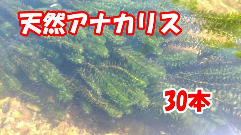 アナカリス　30本（Y-01）水草　愛知県産