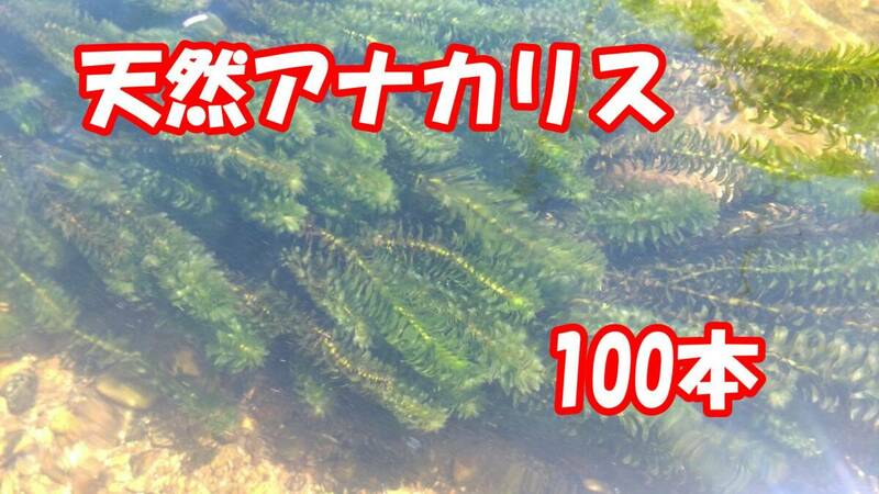 アナカリス　100本（Y-01）水草　愛知県産