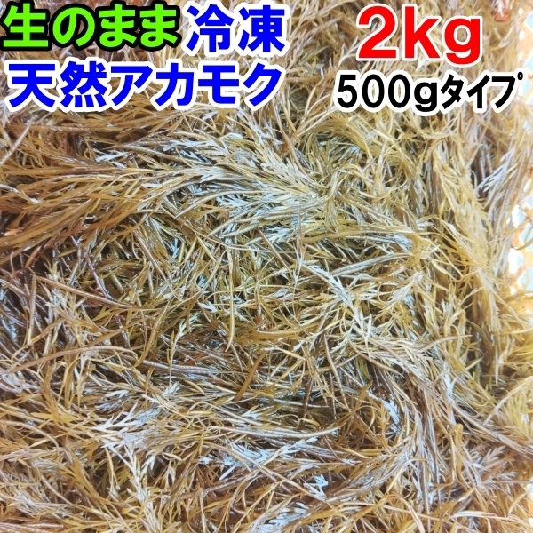 アカモク２ｋｇ（500ｇ×4袋）【生のまま冷凍小分け品】の完全無添加 ！あかもく ぎばさ ねばねば ネバネバ ギバサ他に生のまま出荷もあり