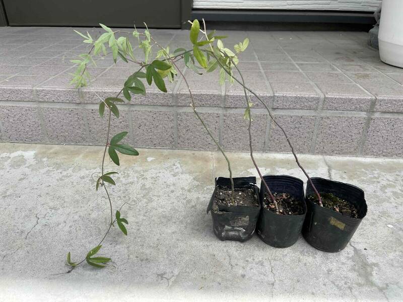 三つ葉 アケビ 実生1苗～ 紫あけび苗 みつばあけび 第四種郵便物(植物種子等) 梱包料含む342円 又は 佐川急便着払い