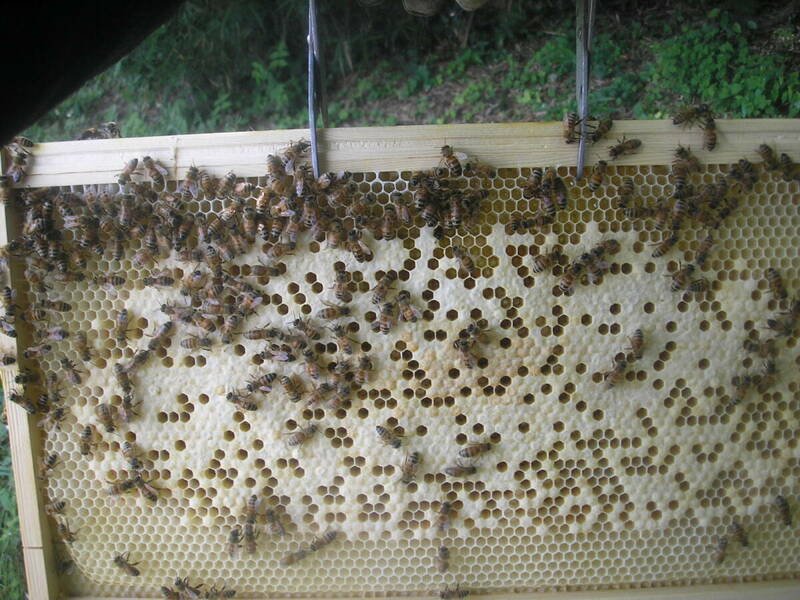 ◎◇★西洋蜜蜂ミツバチ　５枚群　1円スタート　R