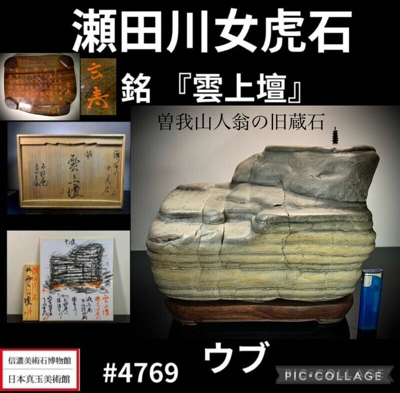 【信濃美術石博物館】水石 盆栽 瀬田川女虎石 白虎石 ウブ 桐箱付 銘『雲上壇』約24kg骨董盆石古美術鑑賞石観賞石太湖石中国古玩 4769