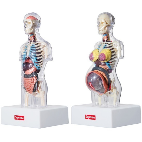 新品 18AW Supreme Anatomy Model Male & Female 2体セット アナトミー モデル トルソー 人体模型 フィギュア 人形