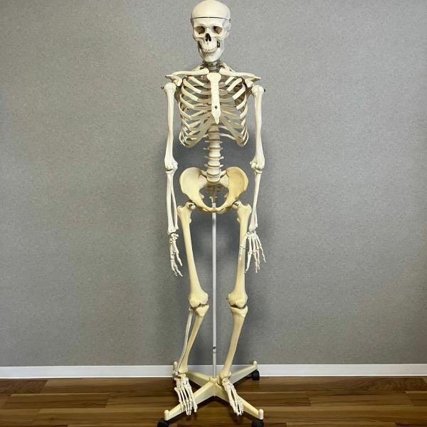 GBb750D＠00 直接引取限定 人体模型 骨格模型 骨 等身大 身長約166cm 骨格モデル 全身骨格模型 実物大キャスター付 整体 病院