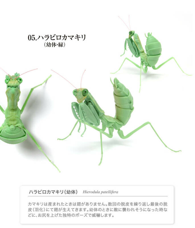 いきもの大図鑑 かまきり 03 ハラビロカマキリ 緑 幼体