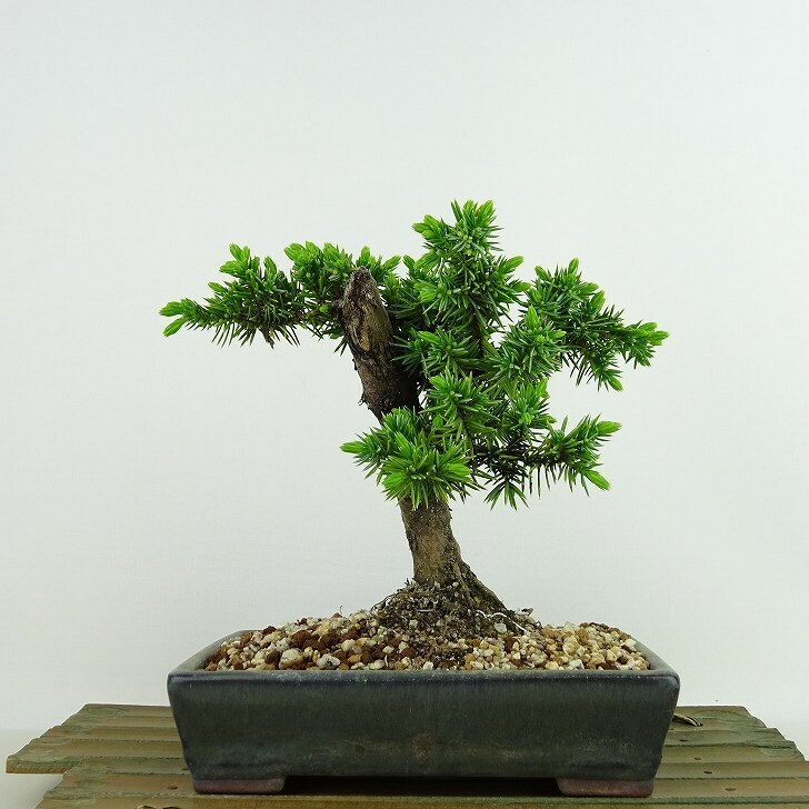 盆栽 松 杜松 樹高 約15cm としょう Juniperus rigida トショウ ヒノキ科 常緑針葉樹 観賞用 小品 現品