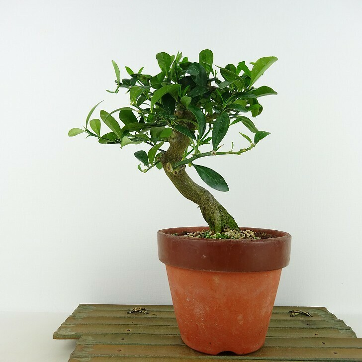 盆栽 金豆 樹高 約16cm きんず Fortunella hindsii キンズ マメキンカンミカン科 キンカン属 常緑樹 観賞用 小品 現品