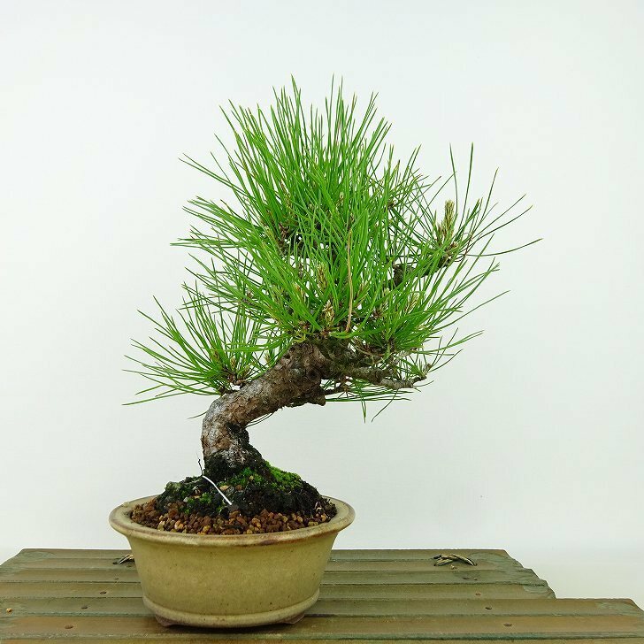 盆栽 松 赤松 樹高 約20cm あかまつ Pinus densiflora アカマツ red pine マツ科 常緑樹 観賞用 小品 現品