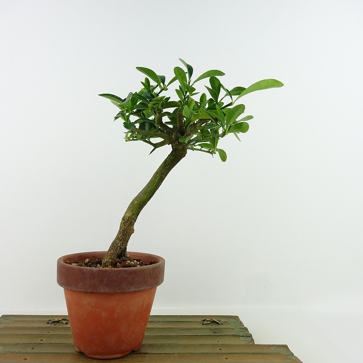 盆栽 金豆 樹高 約20cm きんず Fortunella hindsii キンズ マメキンカン ミカン科 キンカン属 常緑樹 観賞用 小品 現品
