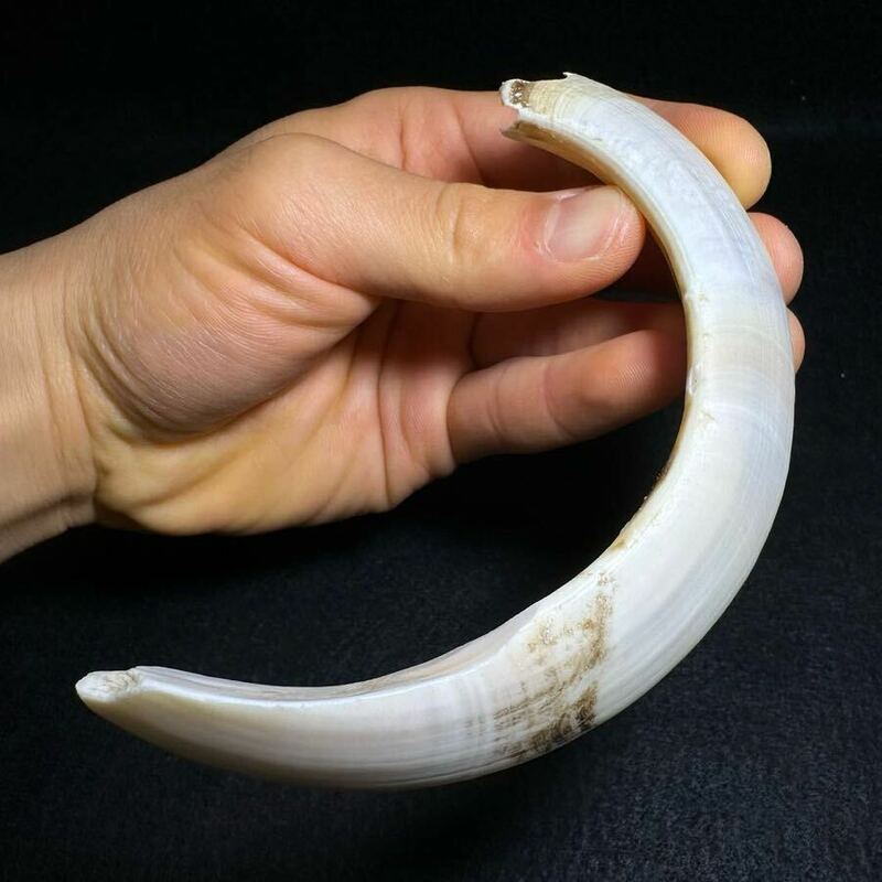 特大！【イノシシの牙 42.9g】猪 歯 牙 骨格 標本