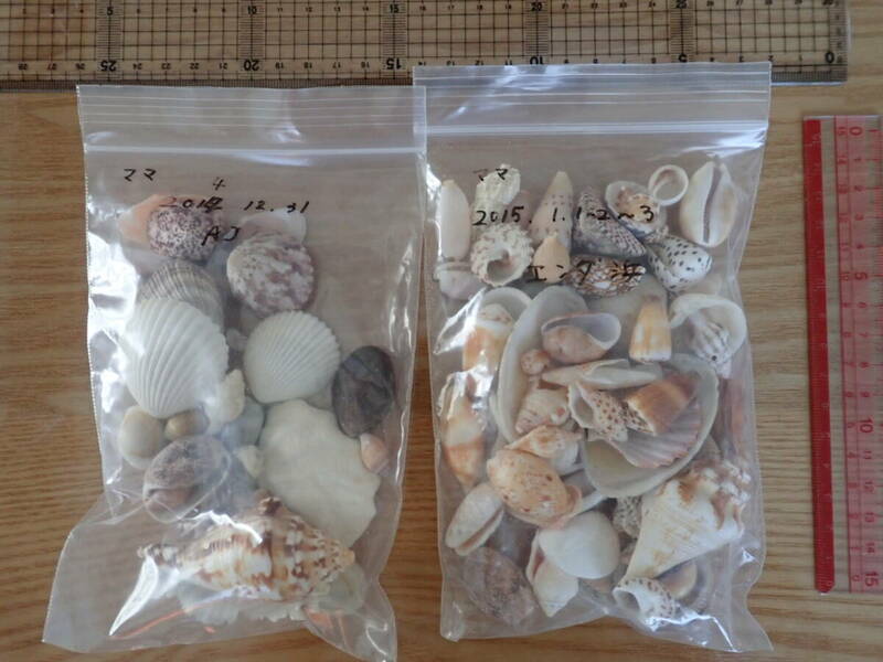 2　貝殻 まとめて 材料 沖縄 タカラガイ イモガイ 巻貝 インテリア アート 大量 パーツ　