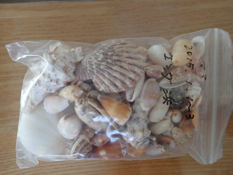 3　貝殻 まとめて 材料 沖縄 タカラガイ イモガイ 巻貝 インテリア アート 大量 パーツ　