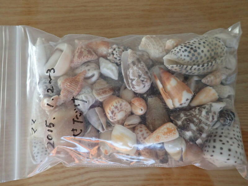 4　貝殻 まとめて 材料 沖縄 タカラガイ イモガイ 巻貝 インテリア アート 大量 パーツ　