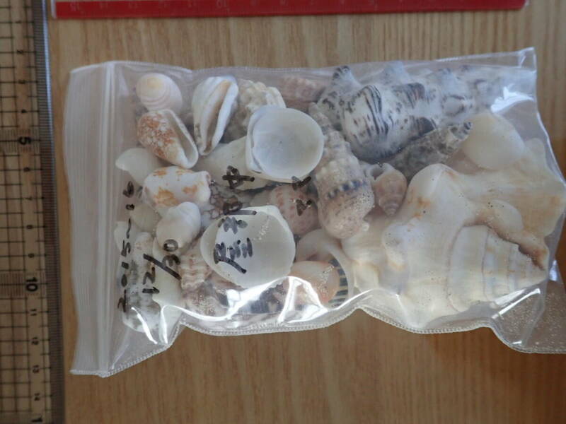 7 貝殻 まとめて 材料 沖縄 タカラガイ イモガイ 巻貝 インテリア アート 大量 パーツ　