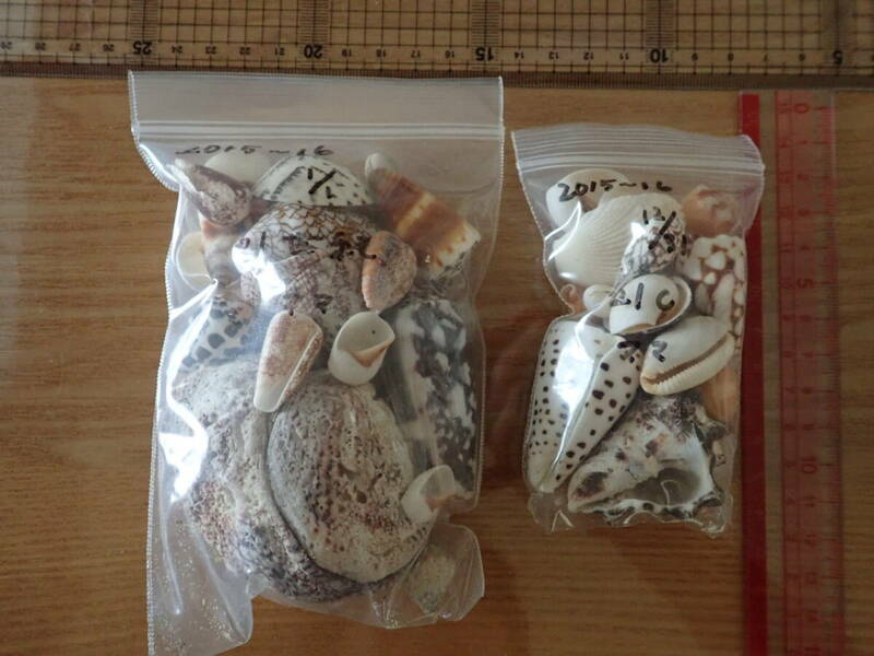 8 貝殻 まとめて 材料 沖縄 タカラガイ イモガイ 巻貝 インテリア アート 大量 パーツ　
