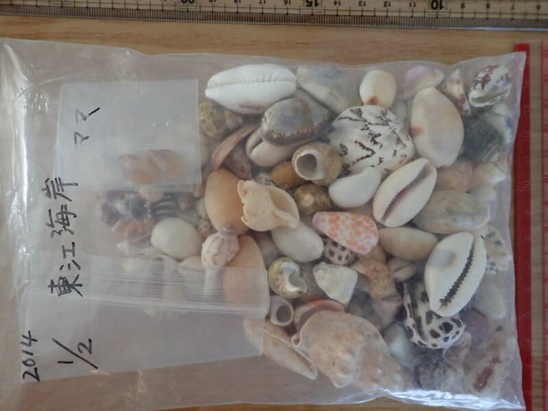 9 貝殻 まとめて 材料 沖縄 タカラガイ イモガイ 巻貝 インテリア アート 大量 パーツ　
