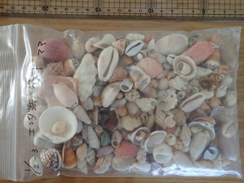 10 貝殻 まとめて 材料 沖縄 タカラガイ イモガイ 巻貝 インテリア アート 大量 パーツ　