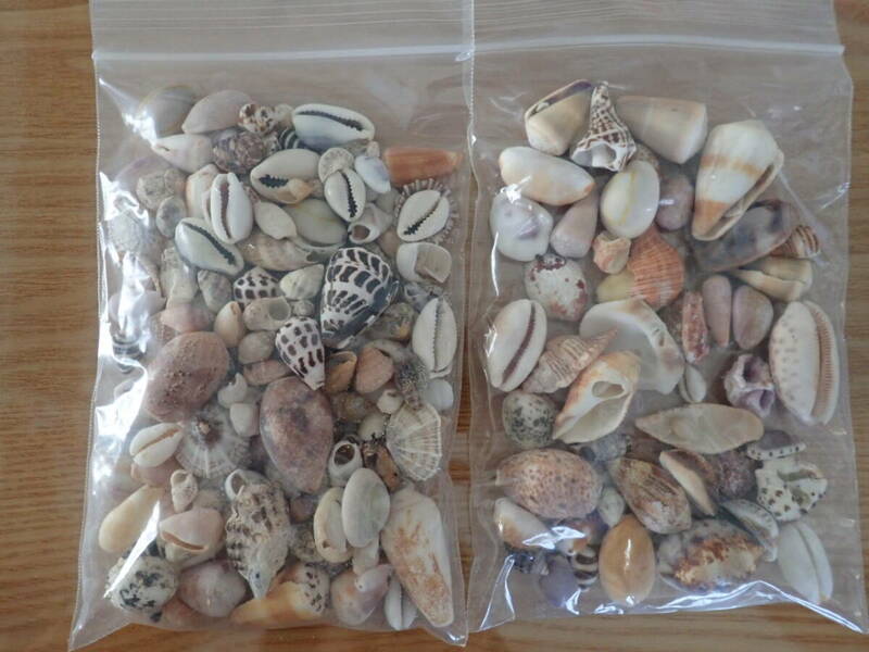 12 貝殻 まとめて 材料 沖縄 タカラガイ イモガイ 巻貝 インテリア アート 大量 パーツ　