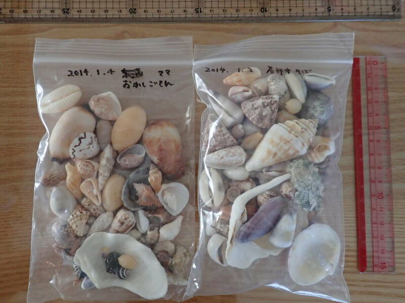 13 貝殻 まとめて 材料 沖縄 タカラガイ イモガイ 巻貝 インテリア アート 大量 パーツ　