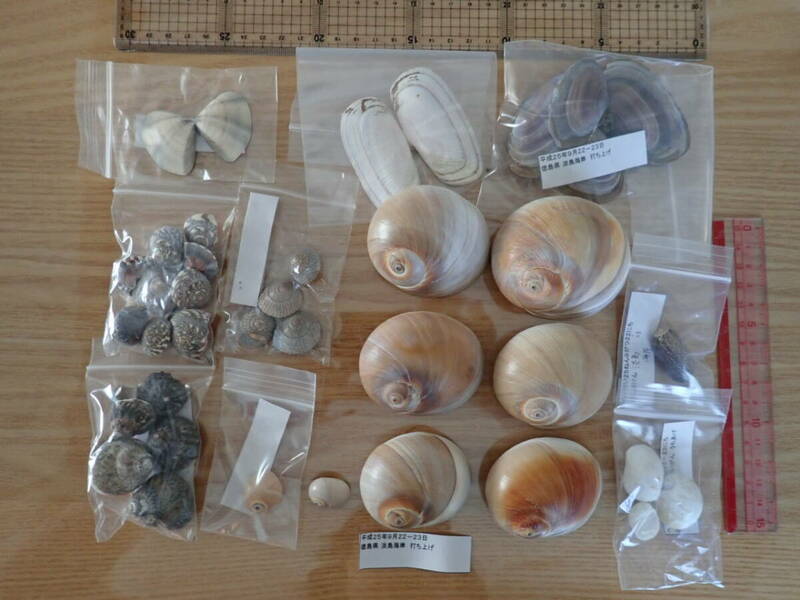 15 貝殻 まとめて 材料 ツメタガイ 巻貝 インテリア アート 大量 パーツ　ナガラミ