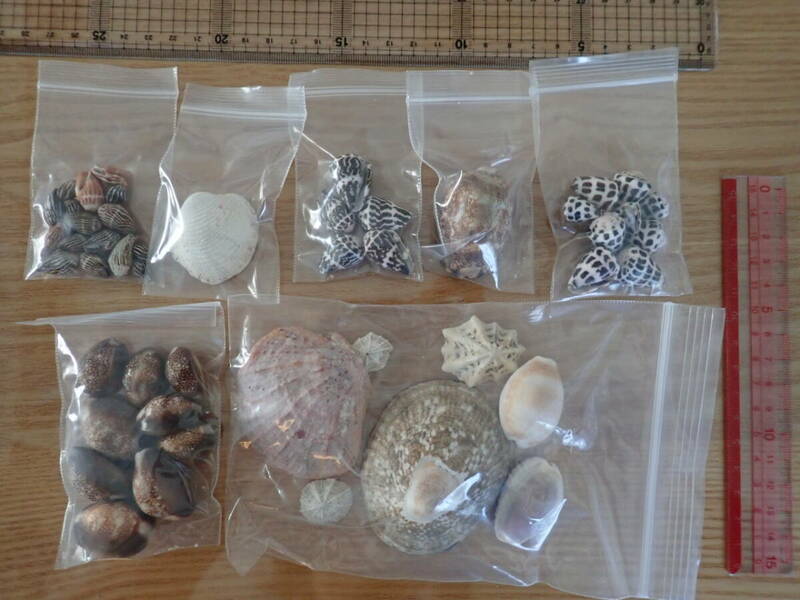 16 貝殻 まとめて 材料 沖縄 タカラガイ イモガイ 巻貝 インテリア アート 大量 パーツ　