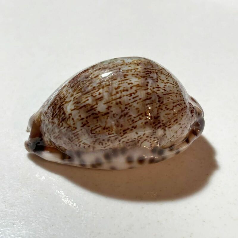 《 美品！ ヤクシマダカラ 》 タカラガイ　貝殻　貝殻標本　標本　シェル　宝貝　Arabian cowry たから貝　shell