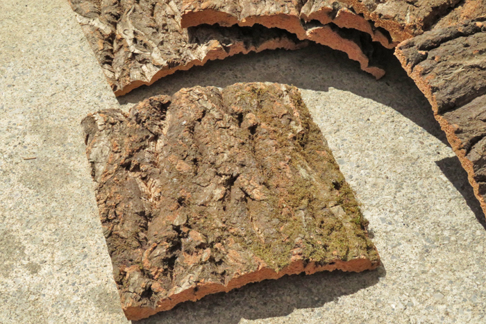 １枚　樹皮　コルク板　15×15ｃｍ（厚約10ｍｍ前後）洋蘭　原種　チランジア　platycerium　ビカクシダ　ラン　コルク　樹皮　