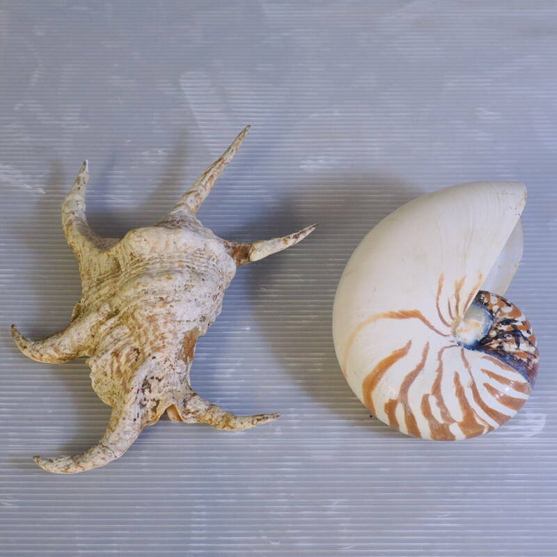 a) オウムガイ 16×12ｃｍ クマガイ 26×20ｃｍ 貝殻 標本 置物