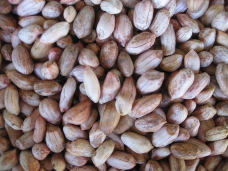 生落花生200g手むき薄皮つきピーナッツ無農薬の茨城県産アンチエイジング老化防止・生活習慣病予防/農薬処理した種子は使いません