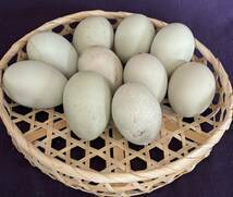 ニワトリ　鶏　 １０個 有精卵　食用 アローカナ 鶏 有精卵　食用　食用