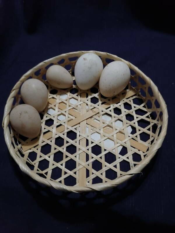 七面鳥の卵 食用有精卵(2個) ホロホロ鳥の卵　(3個 食用有精卵