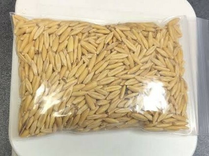 猫草の種100g 燕麦 えん麦